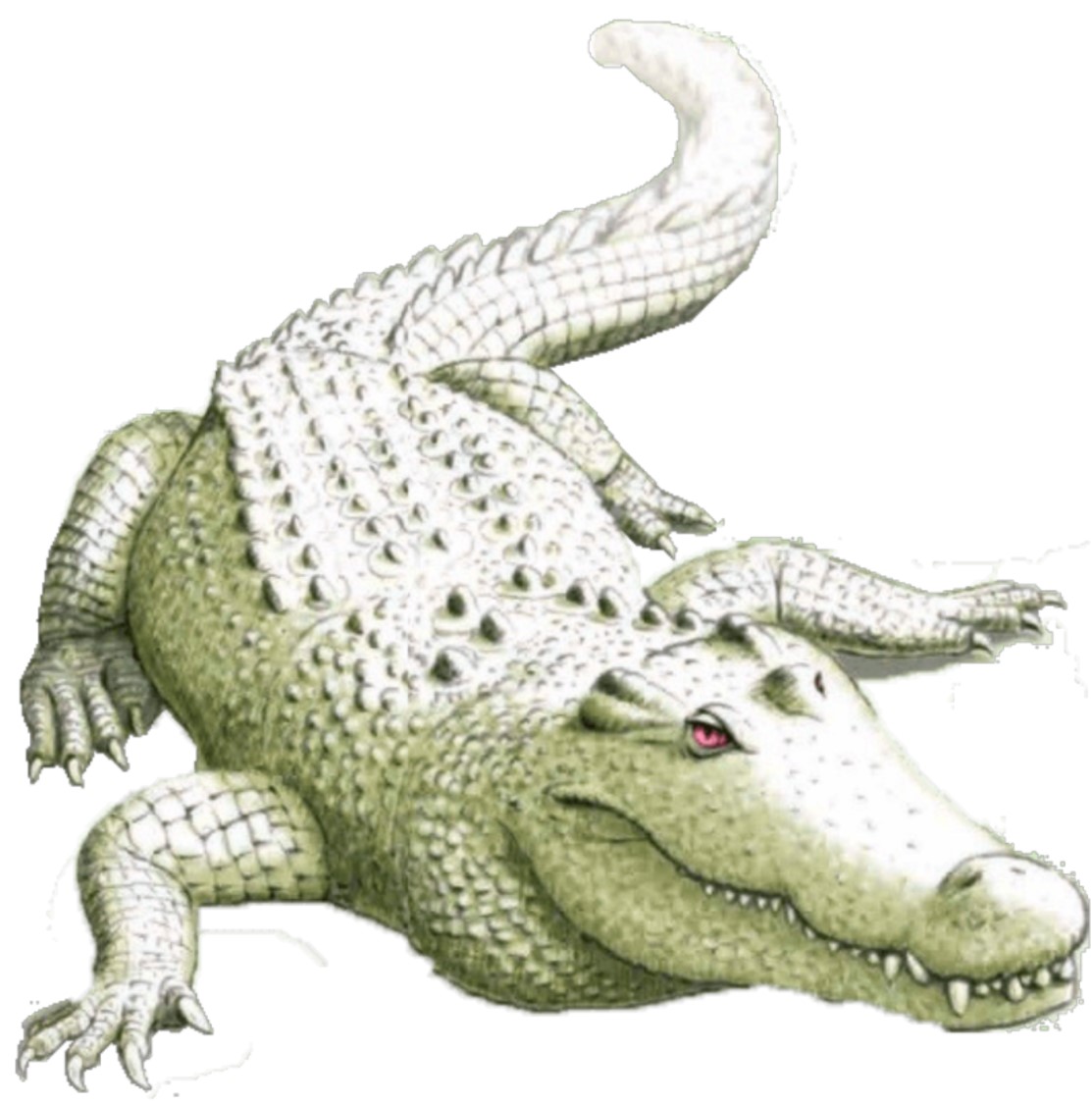 why does carter kane go to find the crocodile in demigods and magicians