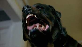 the omen 2006 dog