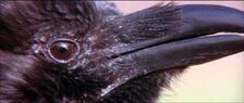 RavenCloseUp