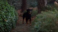 the omen 2006 dog