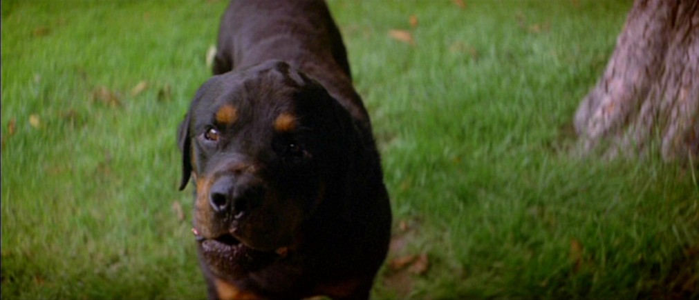 the omen 2006 dog