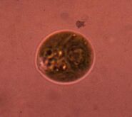 Characters with Biological Manipulation can potentially control biological substances at a cellar level.