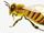 Bee (Real Life)