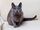 Domestic Cat