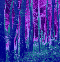 Pyrefly Forest Tag Background