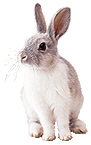 Rabbit? (Neutral)