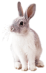 RABBIT?