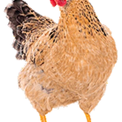 Chicken Omori Wiki Fandom