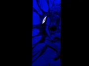 Basil Death (Suicide)