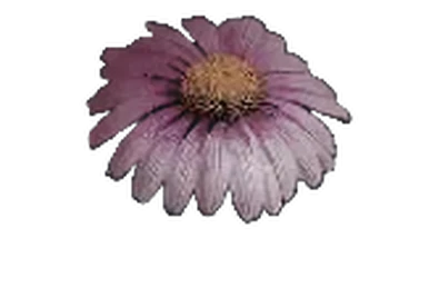 Aloe Vera | Once Human Wiki | Fandom