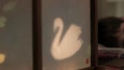 Swan henry.jpg