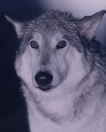 Loups Wiki Once Upon A Time Fandom