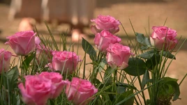 5x07 fleurs roses de Middlemist