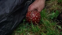  trouve le champignon sous une bâche