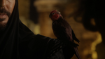 6x05 Jafar épaule oiseau rouge oracle Iago mini