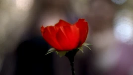 2x08 fleur poudre de pavot coquelicot magique mini