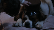 2x21 Michel Darling Nana chien saint-bernard chapeau casquette