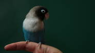 4x12 oiseau perruche bleue doigt