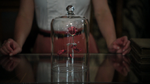 5x03 rose enchantée cloche de verre pétales boutique d'antiquités