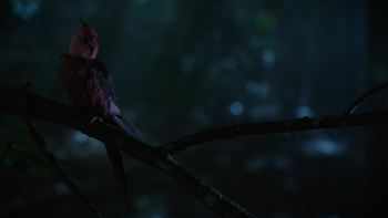 6x01 oiseau rouge forêt de Storybrooke nuit