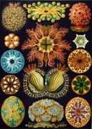 "Ascidiae" by Ernst Haeckel