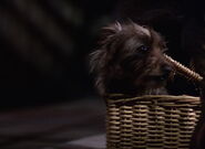 Toto in the Wicked Witch of the West's basket, The Wizard of Oz