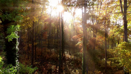 702Forest