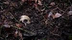 221Skull.png
