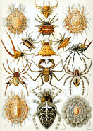 "Arachnida" by Ernst Haeckel