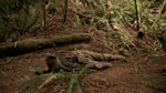208DeadZombie.png