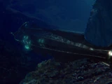 Nautilus