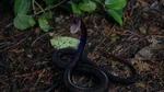 514SnakeAboutToBeKilled.png