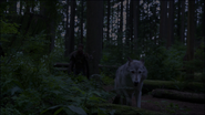 107HuntsmanWolfWalking