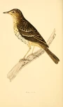 "Tree pipit"