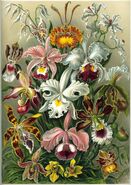 "Orchidae" by Ernst Haeckel