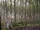 Caledonian Forest/Gallery