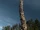 Beanstalk/Gallery