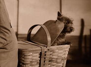 Toto in Miss Gulch's basket, The Wizard of Oz