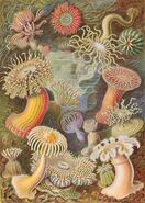 "Actiniae by Ernst Haeckel