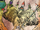 Ninetails
