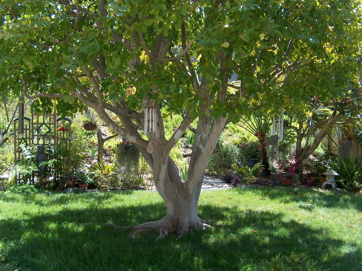 Laurel Tree One Of The Greatest Sources For Greek Mythology Wiki Fandom