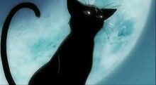 Naomi forma gato.jpg