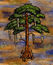 Bald Cypress Tree.jpg