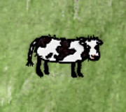 Domestic Calf