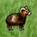 Domestic Mouflon