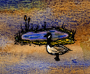 Canada Goose Pond.jpg