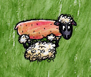 Shorn Domestic Sheep (with wool)