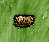 Rabbit Fur Loincloth.jpg