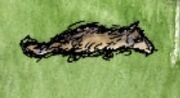 Wolf Skin.jpg