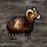 Mouflon.jpg